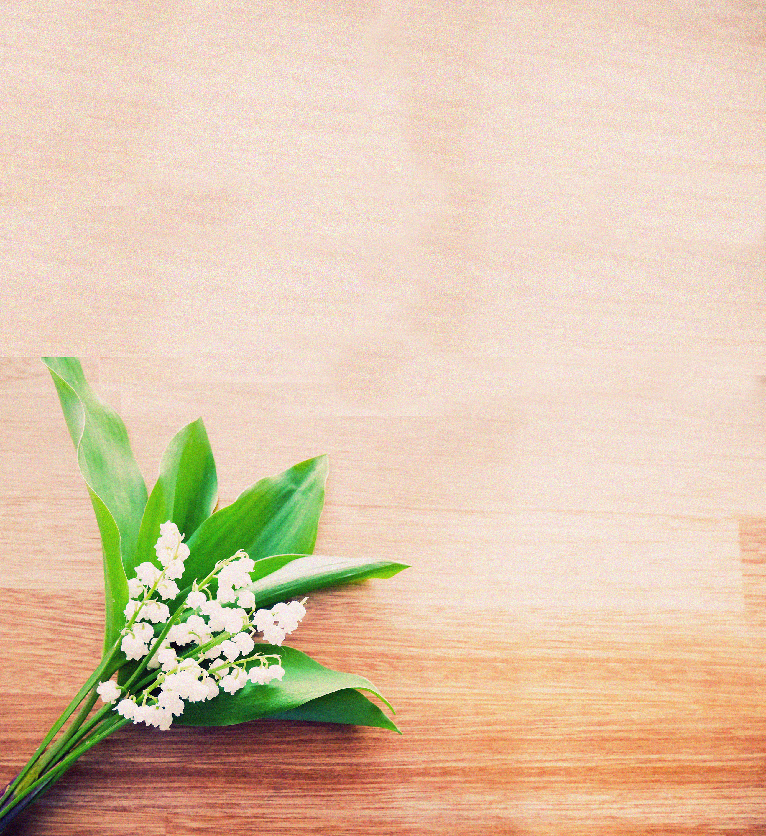 鈴蘭のメインビジュアル